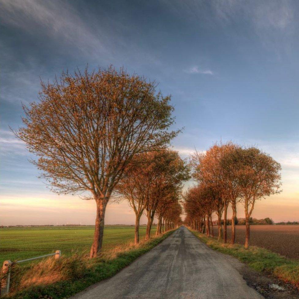 An avenue of autumn trees