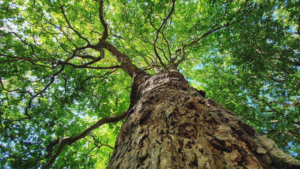 Large sycamore tree being looked up at