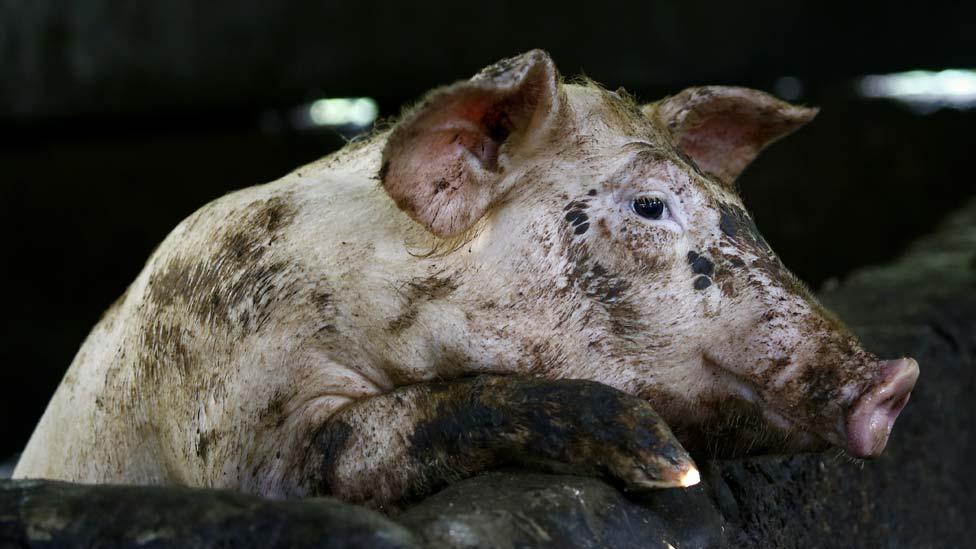 Pig with African Swine Fever