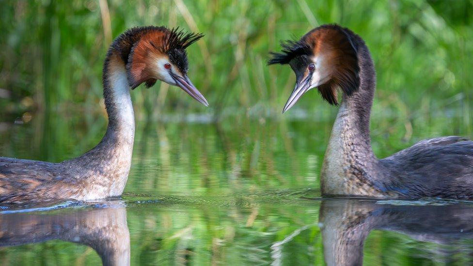 Two pūteketeke birds