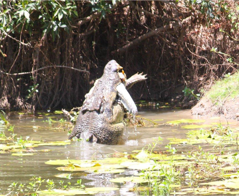 Crocodile with a smaller crocodile in its jaws in Rinyirru National Park