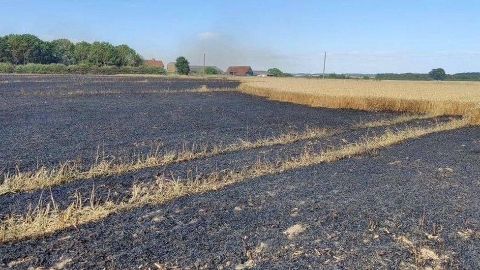 Burned crops in East Mersea