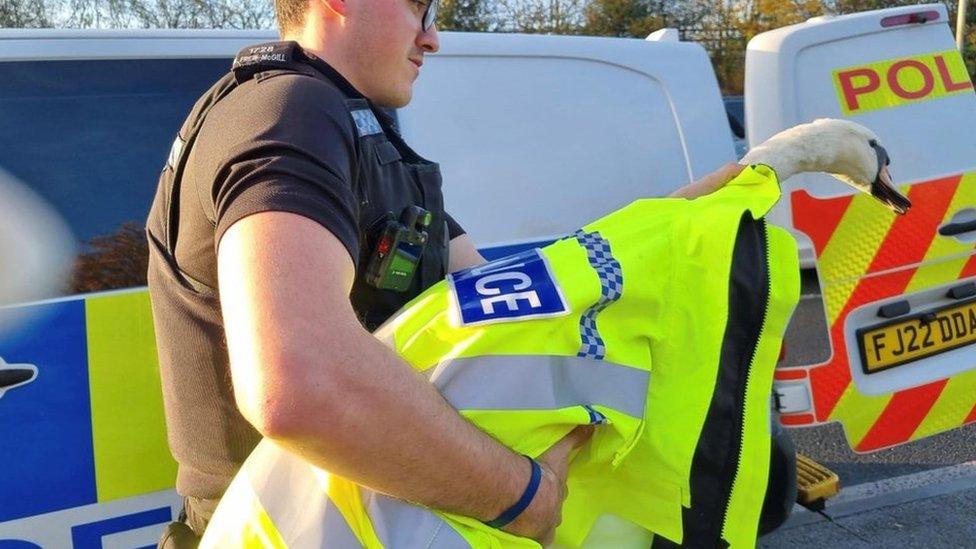 Swan wrapped in police coat and being carried by an officer