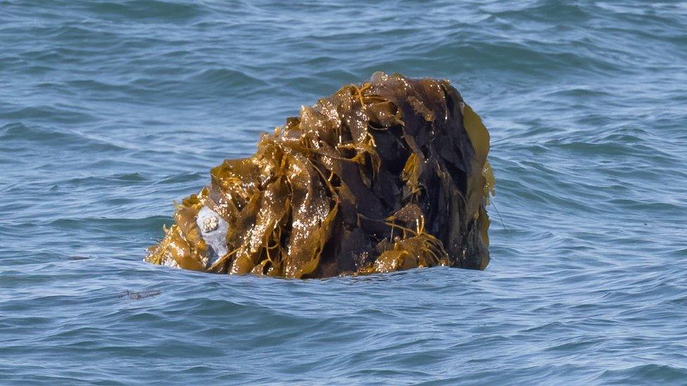 Gray whale breaching the surface with a head covered in seaweed