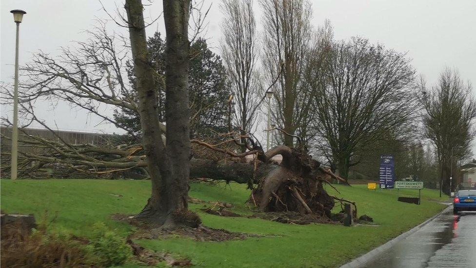 A number of trees were uprooted, including in Caldicot, Monmouthshire