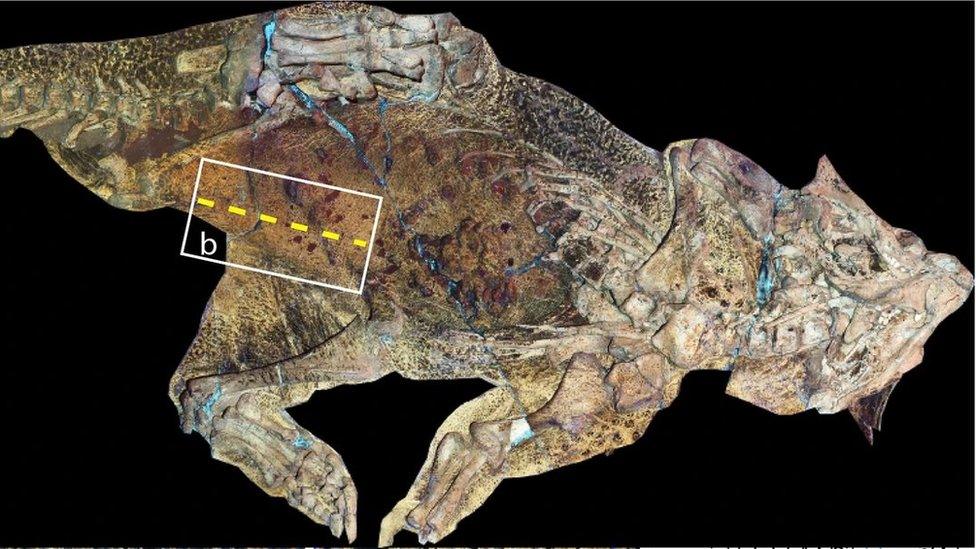 psittacosaurus-scan.