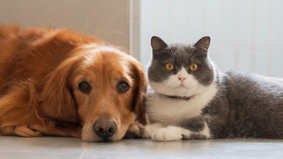 Dog and cat