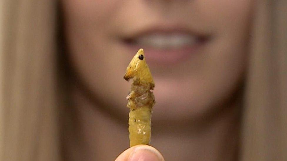 Woman holding fried grasshopper