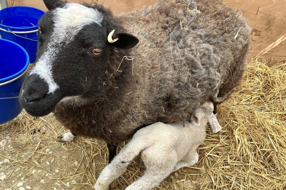 ewe and her new son feeding from her