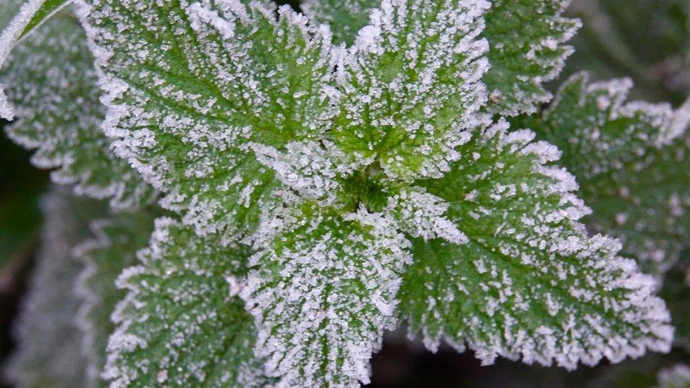 A frost covered plant in Kegworth