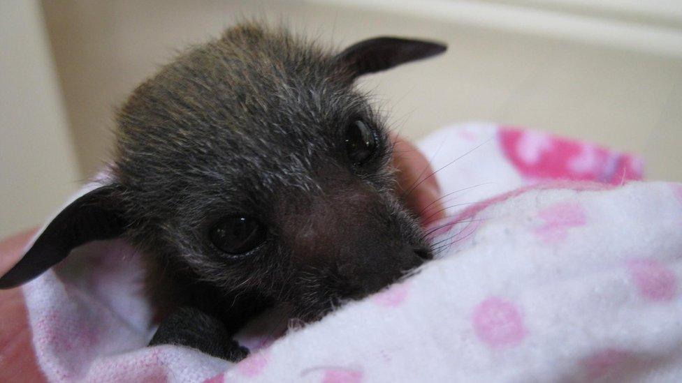 A baby bat is wrapped in a blanket