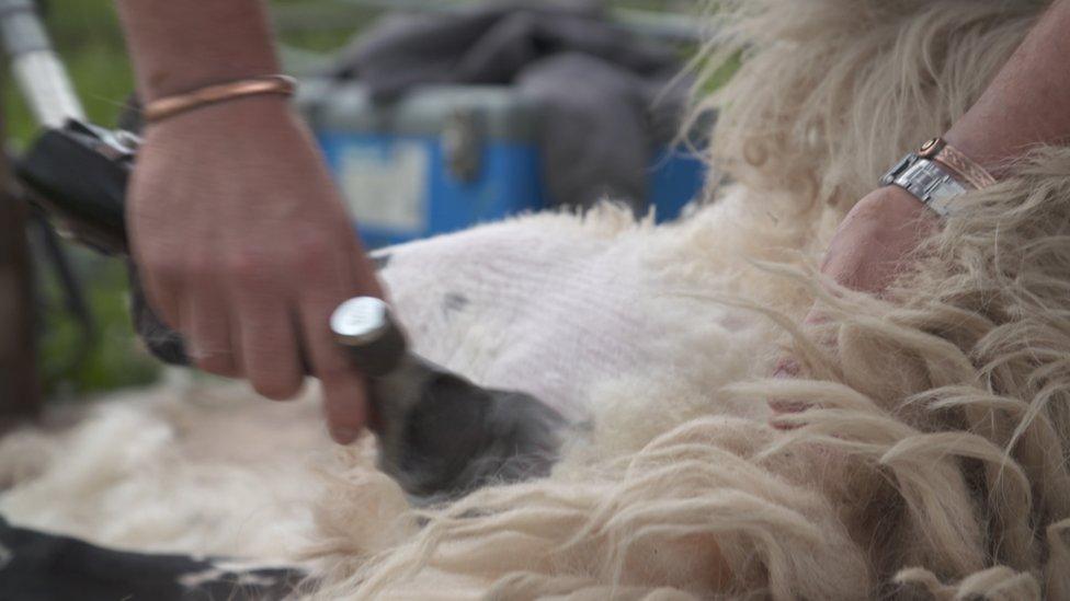 Sheep shearing