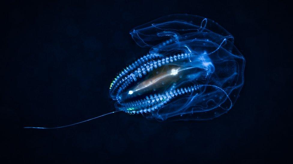 Comb jelly swimming in Bali in Indonesia