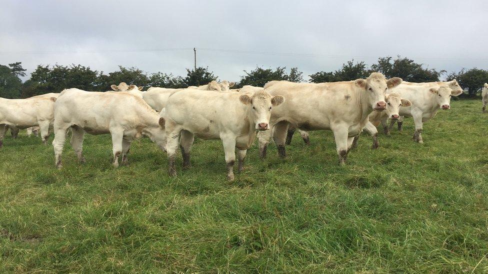 Beef cattle near Bushmills