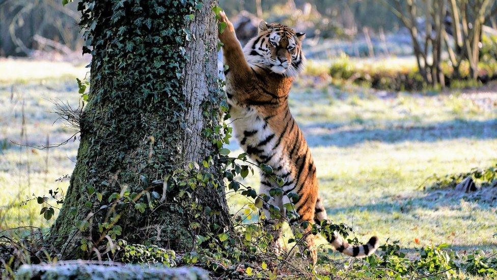 Rusty the Amur tiger