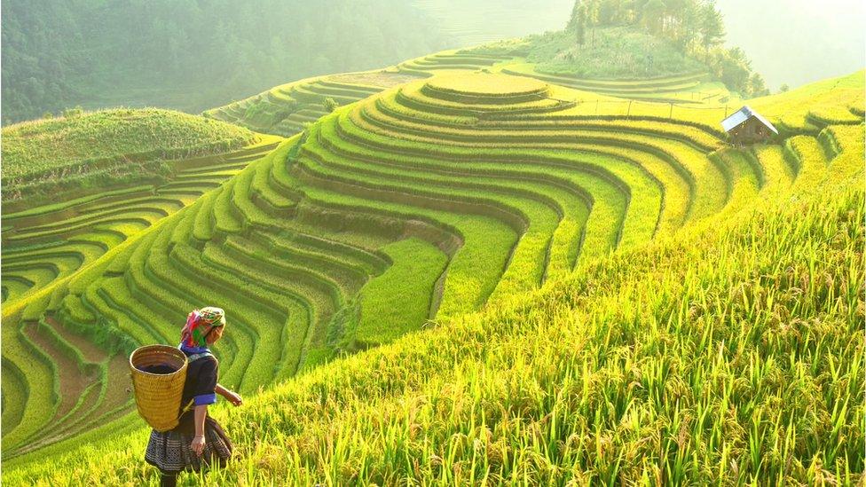 Rice being harvested in Northwest Vietnam