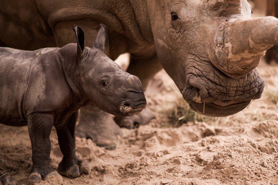 baby southern white rhino