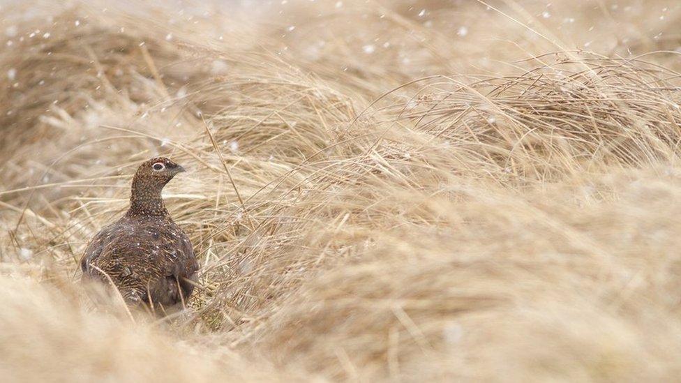 A grouse