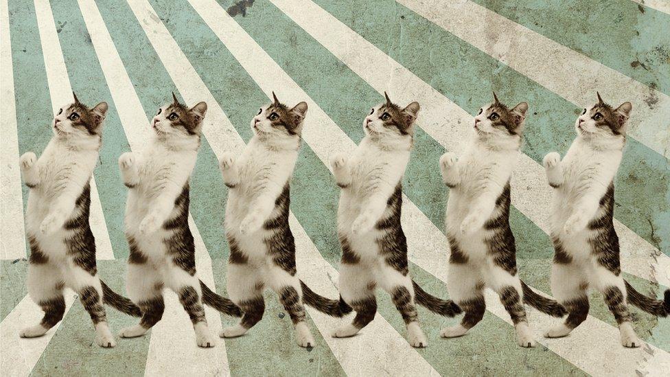 Cats dancing