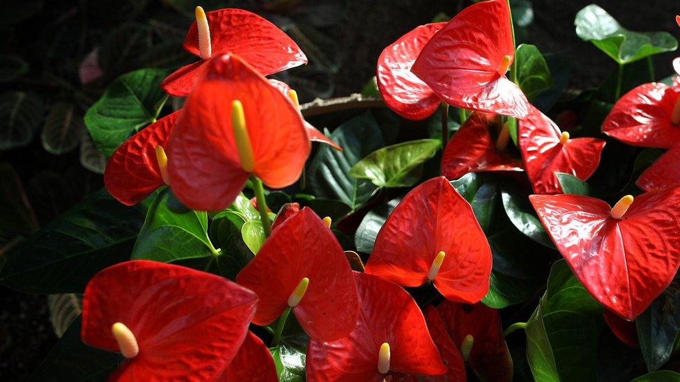 File photo of anthurium plants