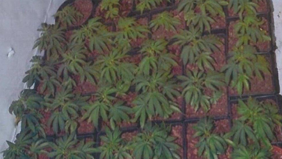 Cannabis plants