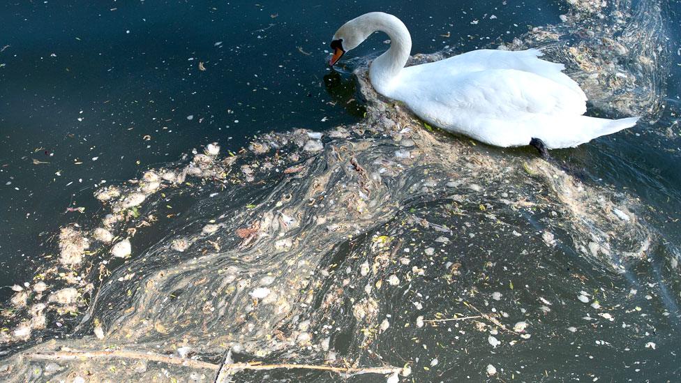 A swan swims through pollution and plant debris on the River Thames at Windsor, England, on 18 April 2023