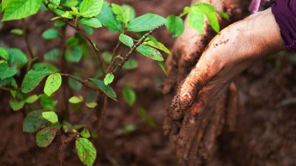 Tree sapling next to muddy hands