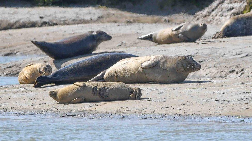 Seals in East Kent