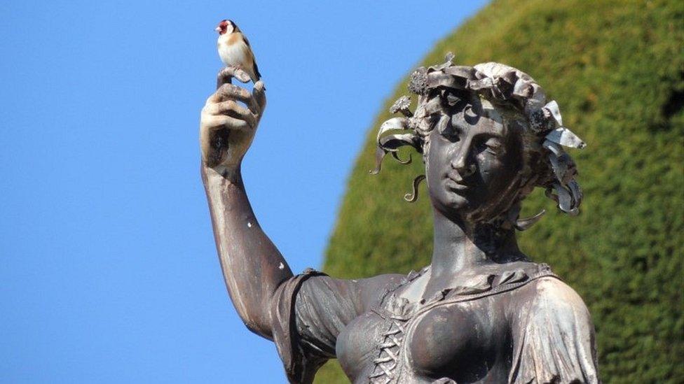 Goldfinch at Powis Castle