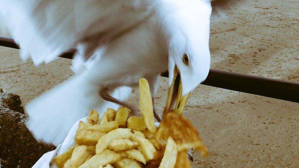 Seagull