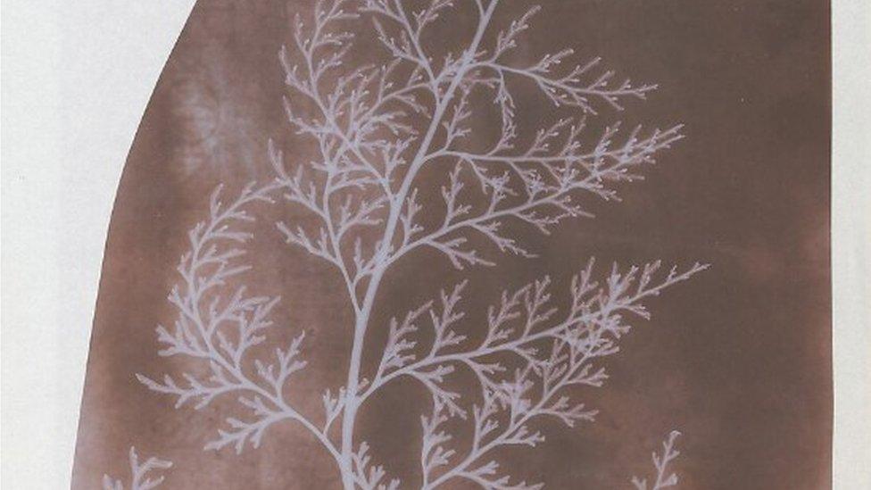 Very early photograph of seaweed