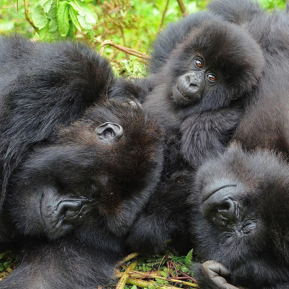 The image is a close-up of two female gorillas, apparently sleeping side-by-side with a young gorilla between them that is looking just past the camera