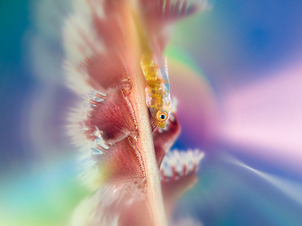 A tiny goby perched on a delicate sea whip, taken in Romblon Island, Philippines, can be seen against a pale blurred background of mixed colours
