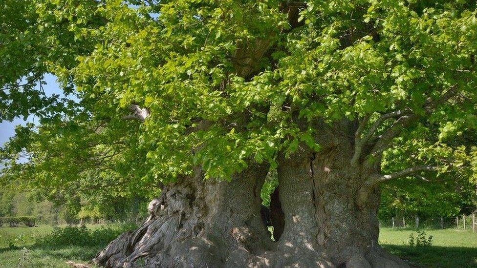 The Escley Oak, Herefordshire