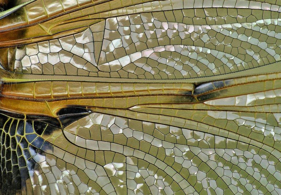 Dragonfly wings