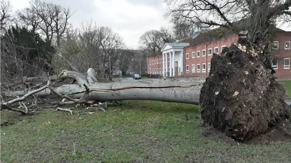 Storm Eleanor brought down a tree in Newtown, Powys