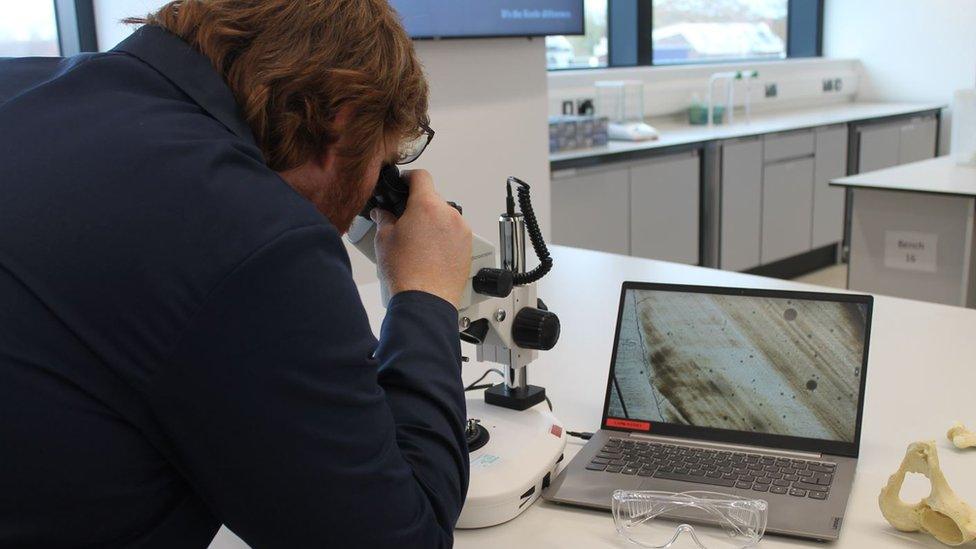 Layers of a tooth being analysed