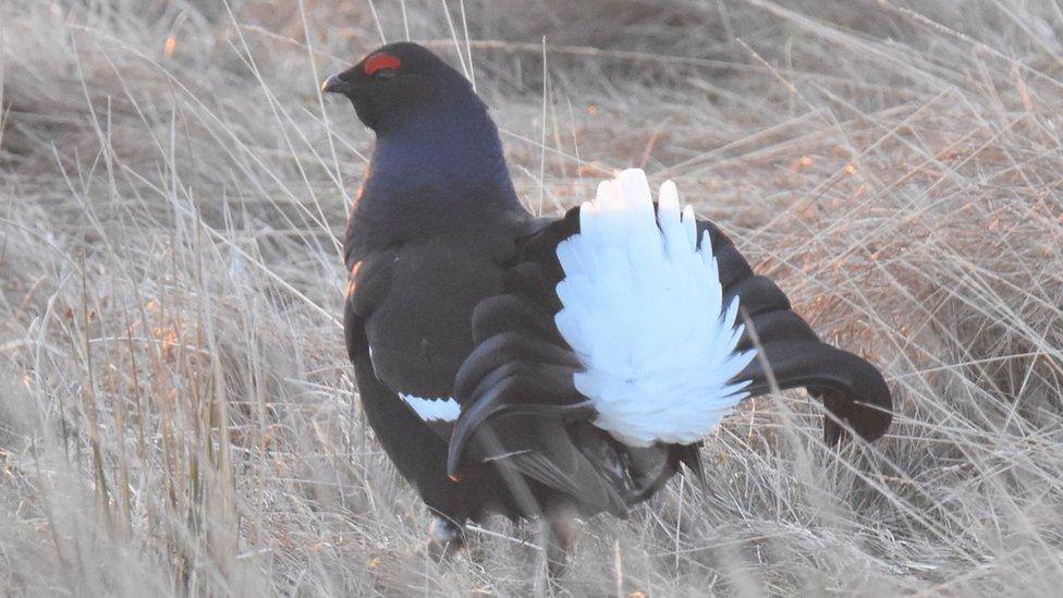 The area is home to "iconic wildlife" like the black grouse