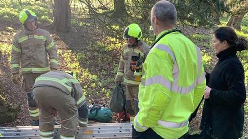 Firefighters saving a dog