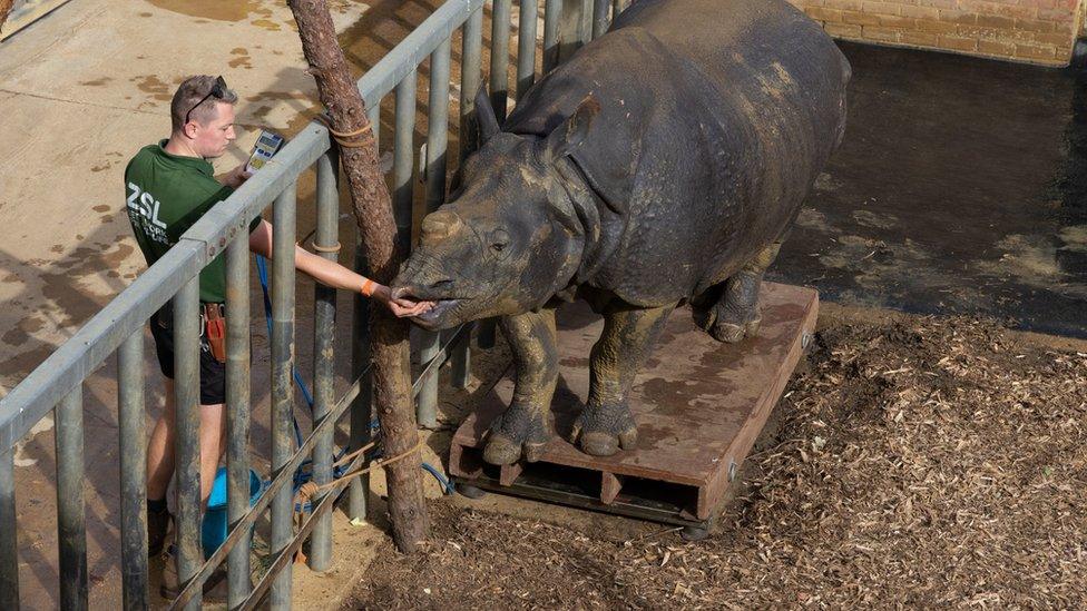 rhino-being-weighed