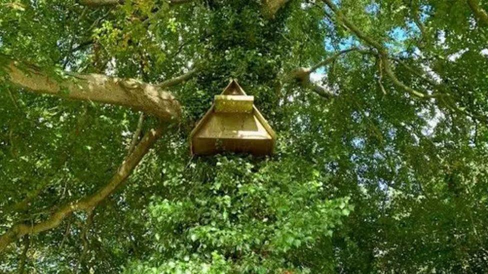 owl nest box in a tree