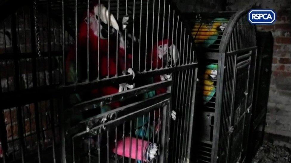 Parrots in cages