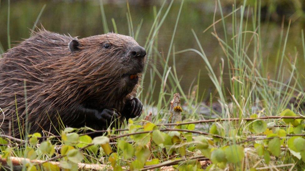 Beavers.