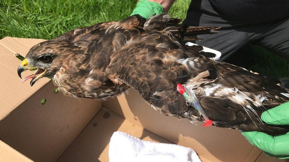 Buzzard being held by an RSPCA inspector