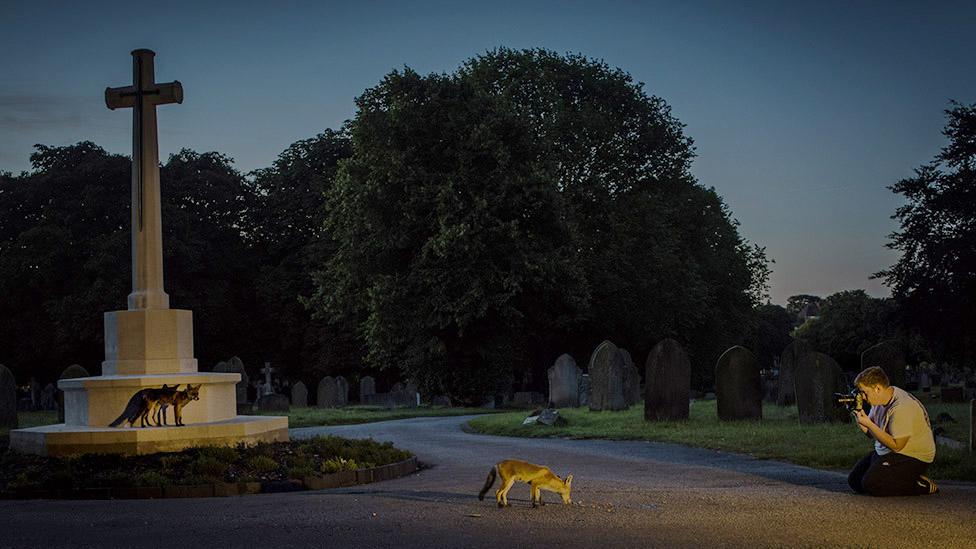 Photographer and foxes