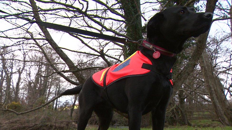 Search and rescue dog Merryn, a Labrador-Spaniel cross