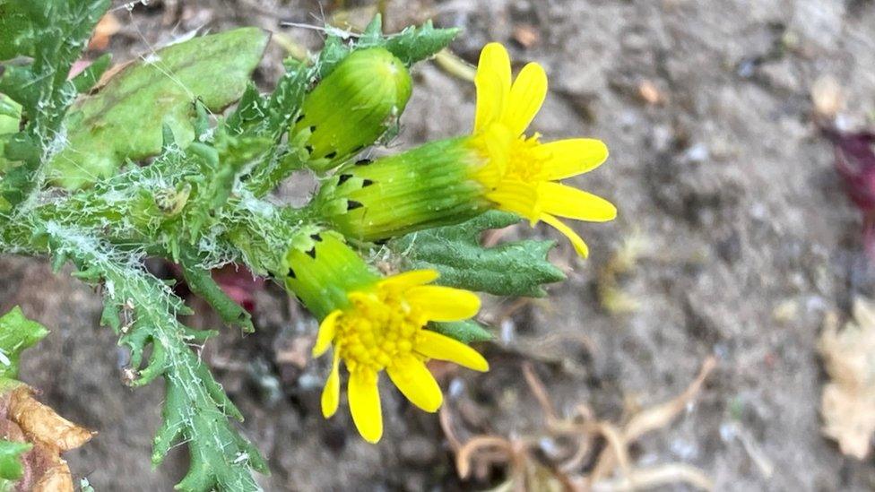 Flowering York groundsel