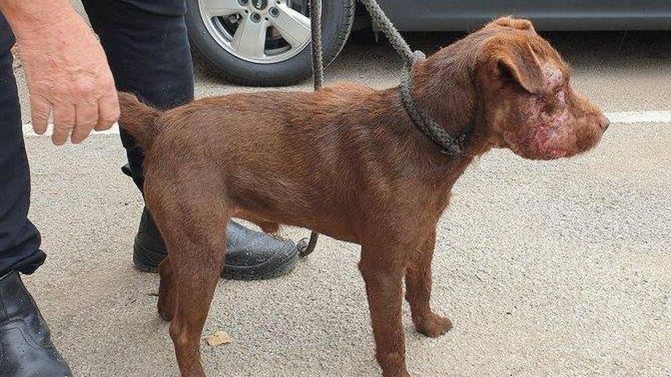 Patterdale terrier