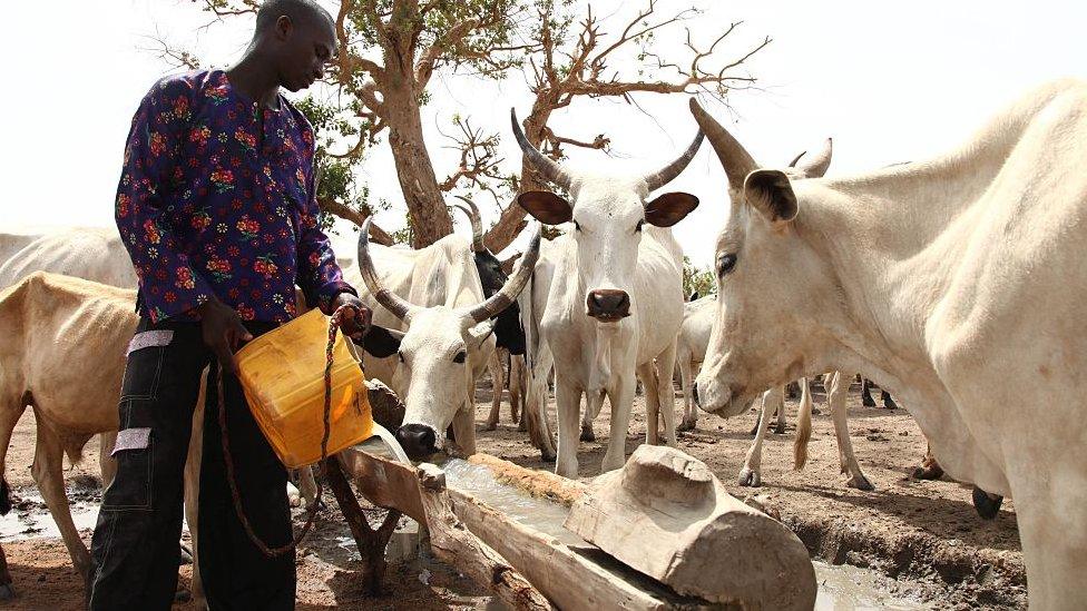 Herder watering the cows