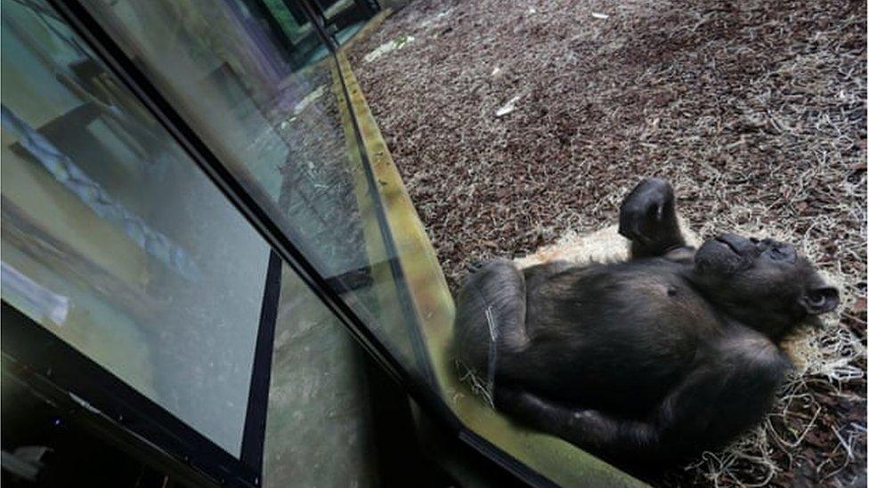 A chimpanzee watches a giant screen inside its enclosure